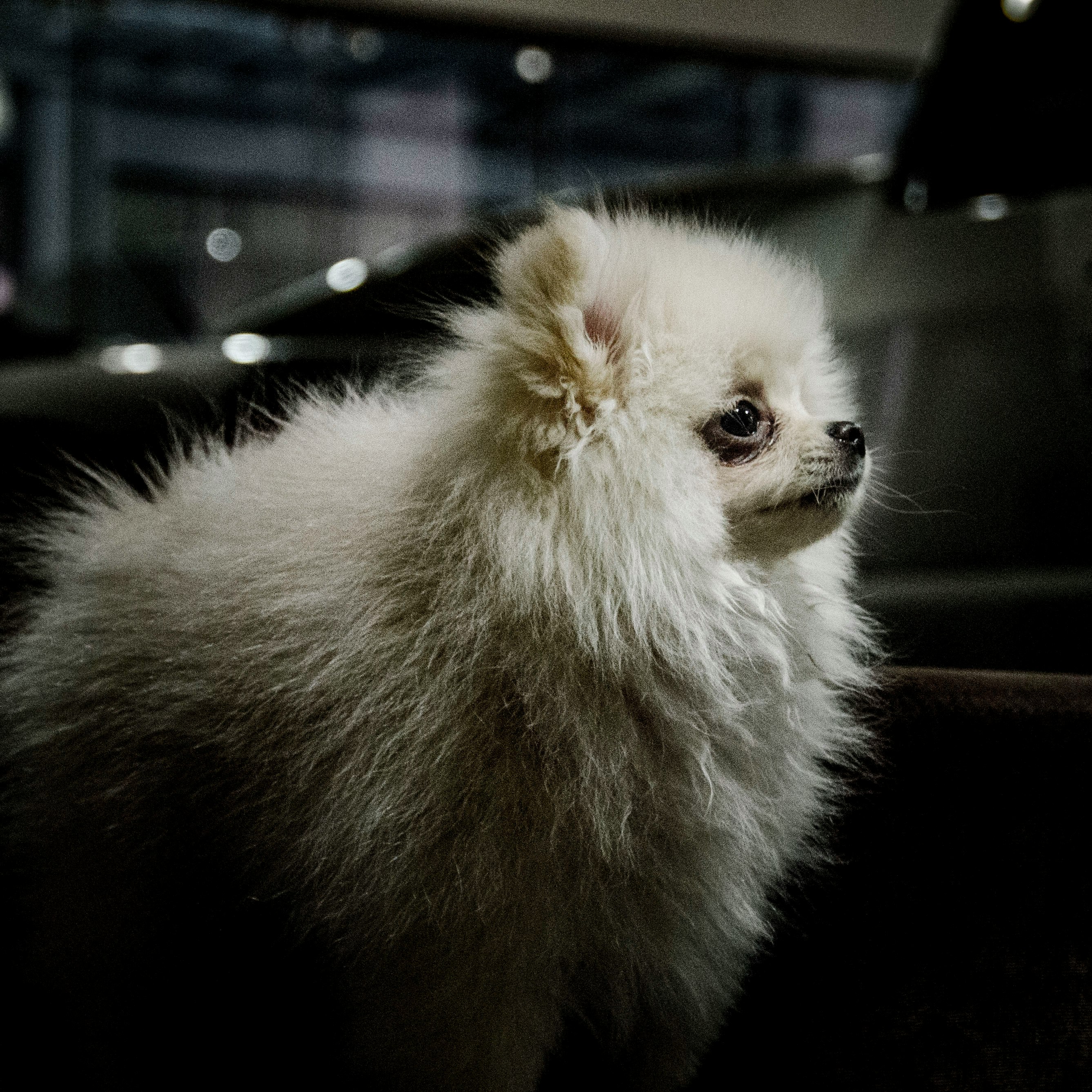 long-coated white dog